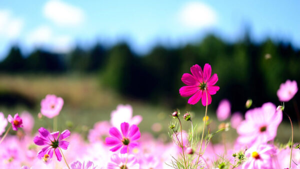 Wallpaper Field, Blur, Pink, Green, Background, Flowers