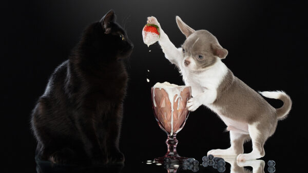 Wallpaper White, Dog, Animals, Background, Cat, Brown, Black