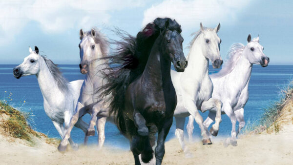 Wallpaper Black, Horses, Between, White, Background, And, Sea, Desktop, Horse, Cloudy, Sky, With