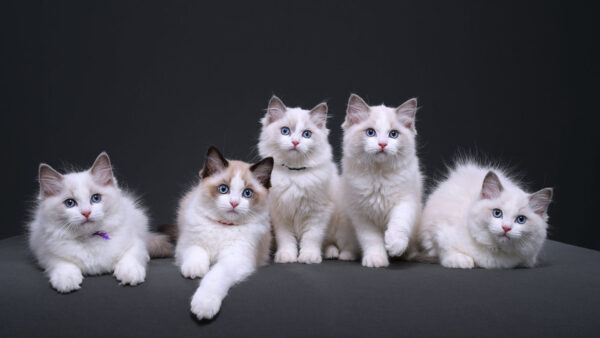 Wallpaper Background, Beautiful, Bunch, Cats, Brown, White, Eyes, Blue, Black, Cat