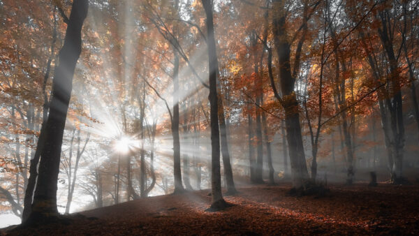 Wallpaper With, Yellow, Forest, Sunlight, Leaves, Red, Trees, Autumn