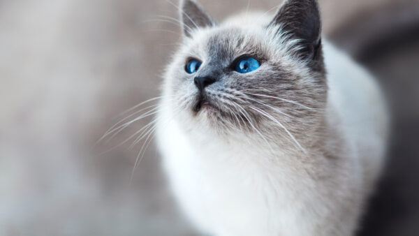 Wallpaper White, Eyes, Black, Background, Blur, Standing, Blue, Looking, Cat