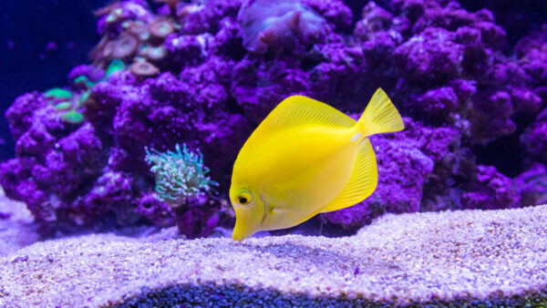 Wallpaper Fish, Yellow, Underwater