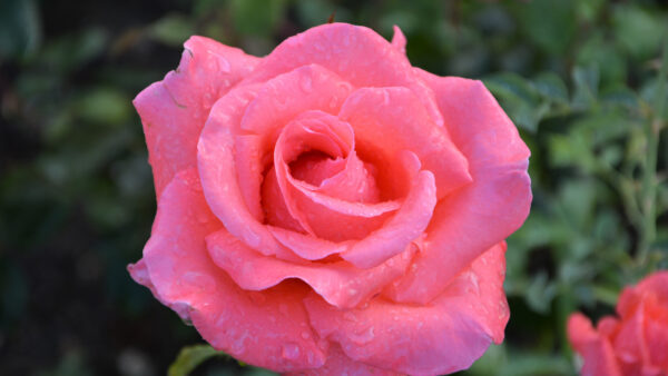 Wallpaper Flowers, Water, Blur, Pink, Background, Drops, Rose, View, Leaves, Green, Closeup