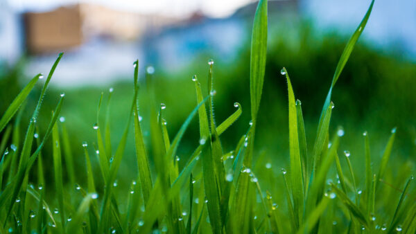 Wallpaper Photography, Drops, Water, Mobile, With, Grass, Blur, Background, Desktop