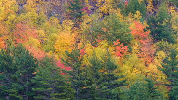 Wallpaper Mobile, Trees, Leaves, Fall, Colorful, Forest, Autumn, Desktop, Nature