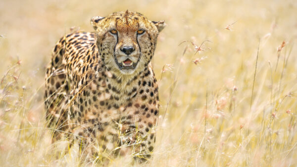 Wallpaper Cheetah, Field, Cat, Big, Green, Dry, Standing, Grass