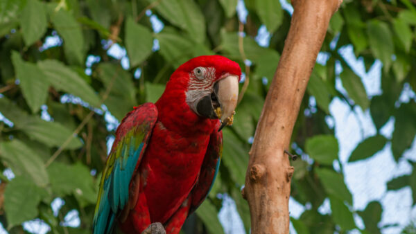 Wallpaper Background, Bird, Parrot, Sitting, Birds, Branches, Red, Tree, Blue, Leaves, Green