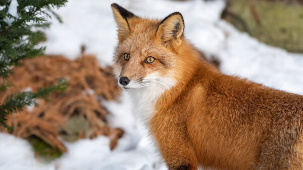 Wallpaper Stare, Fox, With, Look