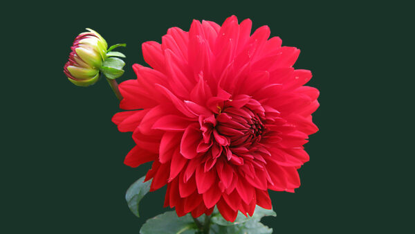 Wallpaper Background, Flower, Green, Petals, Red, Flowers