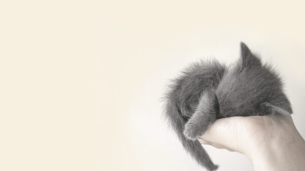 Wallpaper Gray, Kitten, Hand, Desktop, Sleeping