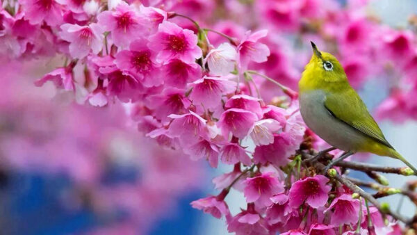 Wallpaper Green, Desktop, Bird, Tree, White, Blossom, Branches, Birds, Flowers, Pink