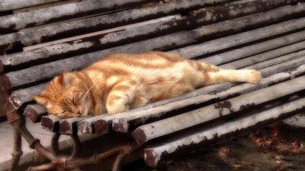 Wallpaper Cat, Cute, Wood, Sleeping, Bench