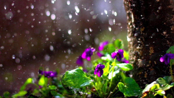 Wallpaper Rain, Plants, Background, Purple, Leaves, Dark, Flowers, Rainfall, Green