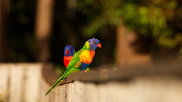 Wallpaper Colorful, Are, WALL, Blur, Rainbow, Lorikeet, Mobile, Desktop, Birds, Background, Standing