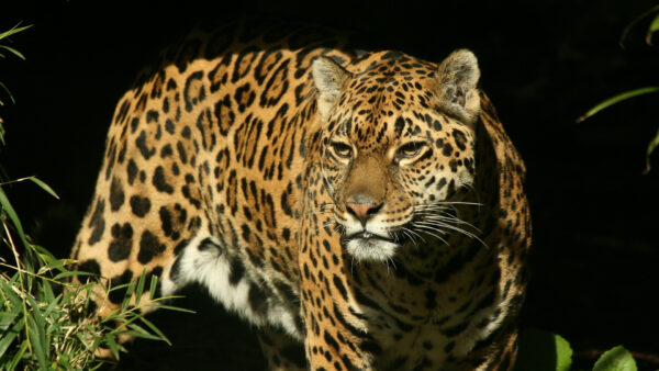 Wallpaper With, Black, Background, View, Stare, Closeup, Jaguar, Look