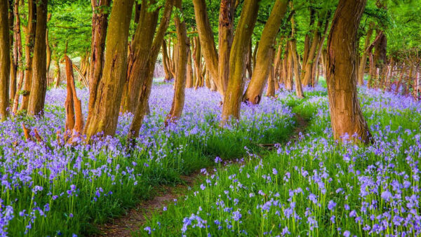 Wallpaper Forest, Background, Flowers, Field, Purple