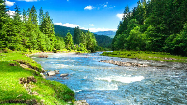 Wallpaper Trees, River, Forest, Beautiful, Between, Field, Nature, Grass, Under, Sky, Green, Blue