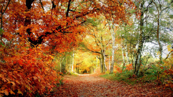 Wallpaper Trees, Between, Oak, Dry, Path, Autumn, Birches, Leaves, With