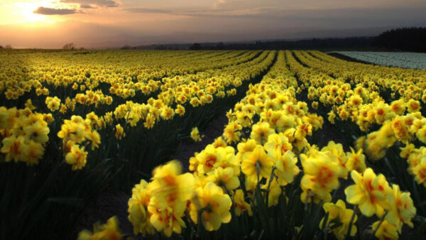 Wallpaper Beautiful, Field, Sunset, Flowers, Yellow, During, Daffodil