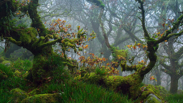 Wallpaper Green, Fog, Tree, Field, Grass, Leaves, Trunk, Algae, Nature, Forest, Covered, Branches, Background