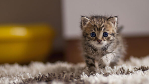 Wallpaper Fur, Cute, Black, Cat, White, Cloth, Kitten, Brown