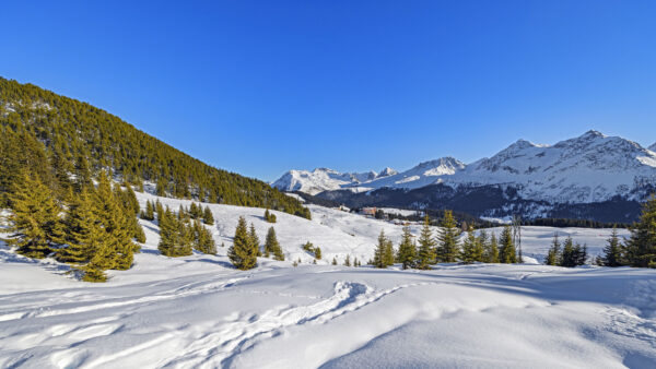 Wallpaper Slope, Mountains, Covered, Blue, Background, Green, Trees, Snow, Spruce, Sky, Winter