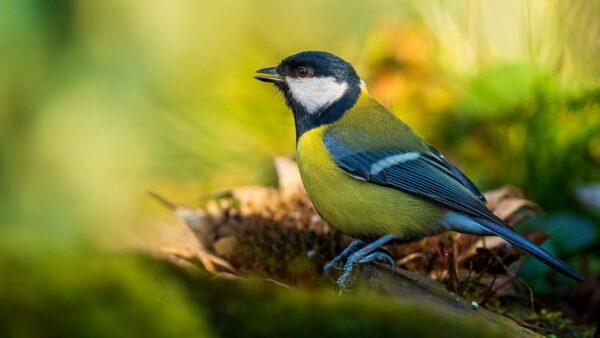 Wallpaper Background, Wood, Black, Standing, Green, Bird, Birds, Blur, Titmouse, Yellow