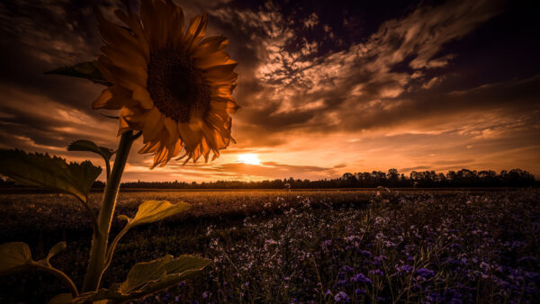 Wallpaper During, Flowers, Sunflower, Field, Nature, Black, Sky, Purple, White, Closeup, Sunset, Yellow, Under, View, Clouds