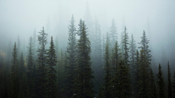 Wallpaper Fog, Spruce, Nature, Forest, Trees, With