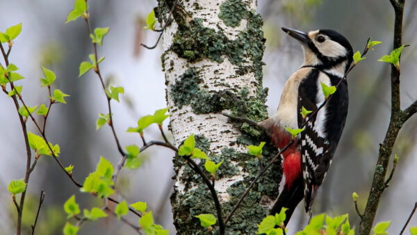 Wallpaper Bird, Birds, Woodpecker, Black, Tree, Blur, Background, Red, Trunk, Standing, White