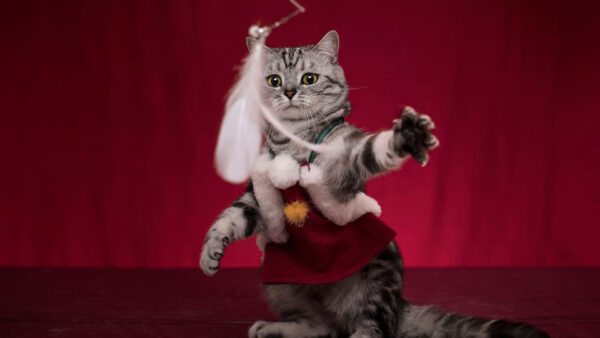 Wallpaper Tabby, Maroon, Costume, Texture, Background, Funny, Cat