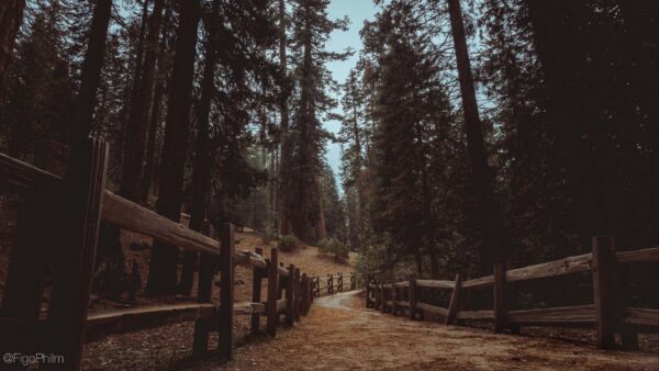 Wallpaper Wood, Under, Fence, Nature, Trail, Road, Trees, Forest, Blue, Sky