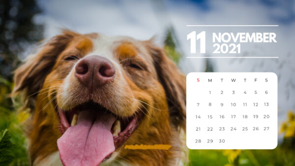 Wallpaper Calendar, Tongue, 2021, November, Out, Dog, With