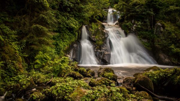 Wallpaper View, Covered, Stream, Stones, Mobile, Beautiful, Algae, Trees, Bushes, Background, Landscape, Desktop, Forest, Nature, Waterfall, Rocks