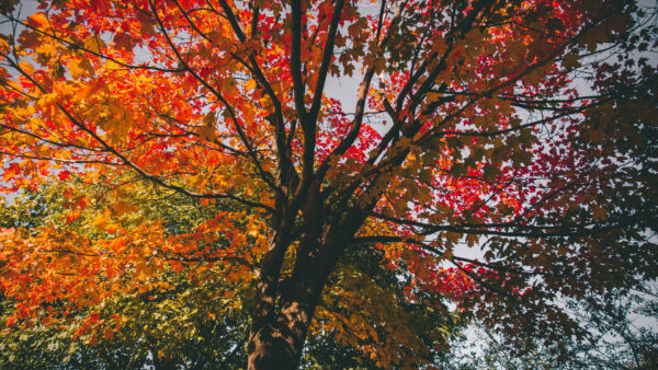 Wallpaper Under, Blue, Branches, Leaves, Autumn, Orange, Red, Yellow, Green, Tree, Sky