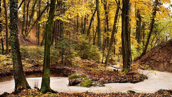 Wallpaper Autumn, Forest, Leaves, Trees, Green, Water, Background, Nature, Yellow, Stream