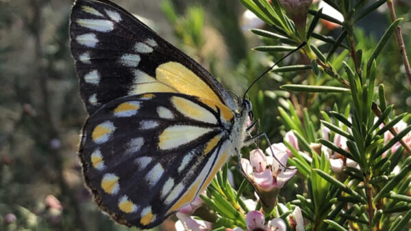 Wallpaper Flowers, Black, White, Butterfly, Pink, Design, Yellow, Blossom