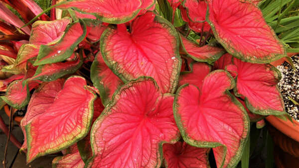 Wallpaper Green, Plant, Ear, Elephant, Caladium, Leaves, Nature, Red