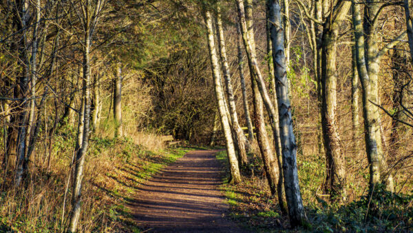 Wallpaper Daytime, Road, Mobile, Trees, During, Bushes, Path, Forest, Nature, Between, Desktop