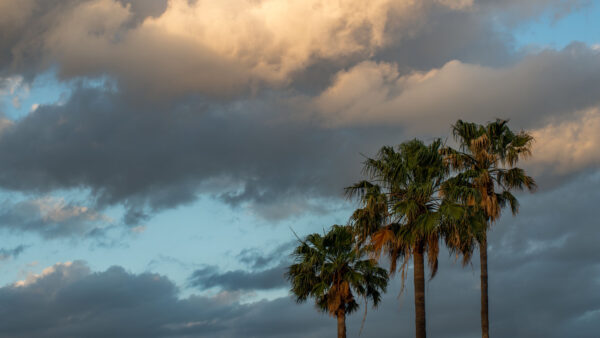 Wallpaper Clouds, Blue, Under, White, Branches, Trees, Palm, Sky, Nature