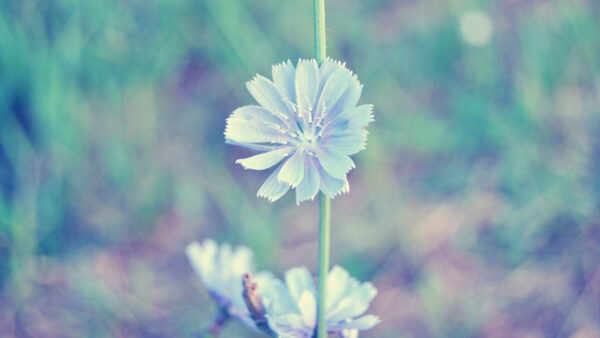 Wallpaper Background, Light, Blue, Blur, Flower