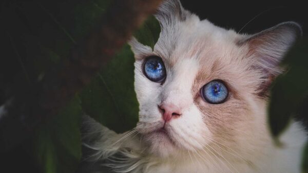 Wallpaper Eyes, View, Dark, Cat, Background, Closeup, Stare, White, Blue, Look, With