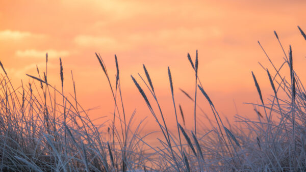 Wallpaper Silhouette, During, Grass, Desktop, Frozen, Sunset, Mobile, Nature, Field, Background