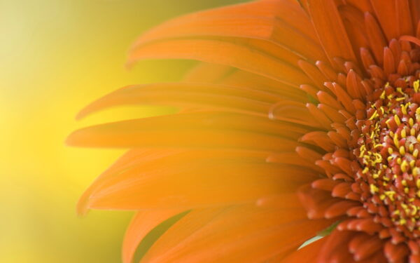 Wallpaper Widescreen, Sunflower