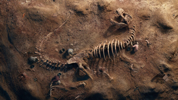 Wallpaper Fossil, T-Rex