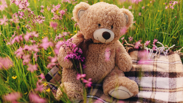 Wallpaper Teddy, Cute, Bear