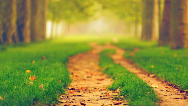 Wallpaper Between, Trees, Nature, Mobile, Desktop, Background, Blur, Path, Green, Grass