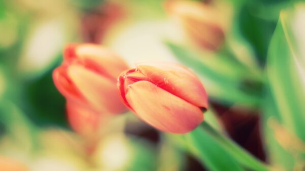 Wallpaper Tulips