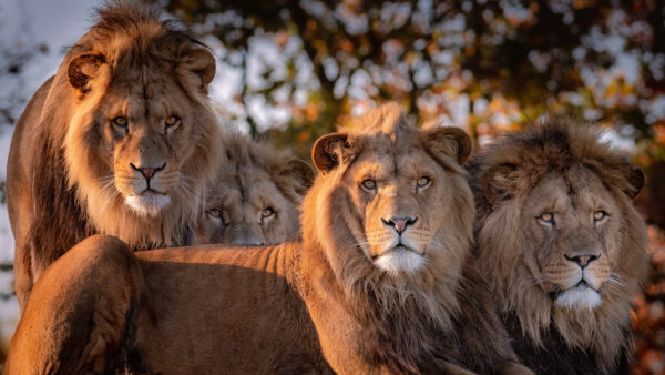 Wallpaper Desktop, Brown, Lions, Animals, Mobile, Four, With, Eyes